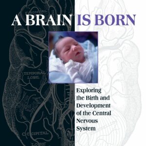 A Brain Is Born