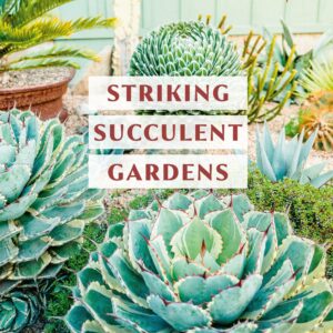 Striking Succulent Gardens