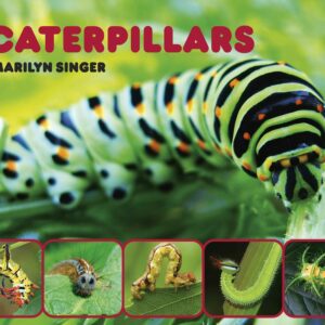 Caterpillars