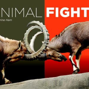 Animal Fights