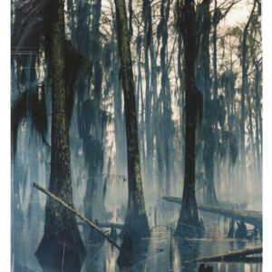 Wild Palms