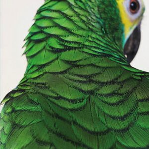 The Mahabharata: Vol 2