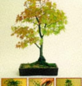 Bonsai A Step By Step Guide