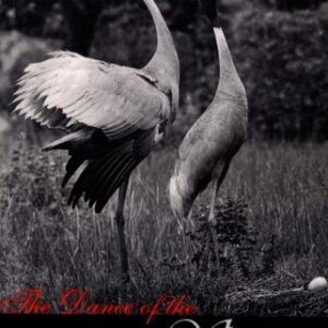 The Dance Of The Sarus
