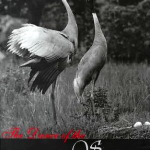 The Dance Of The Sarus