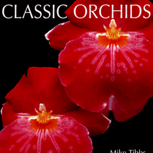 Growing Classic Orchids