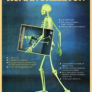 Build Youer Own Human Skeleton