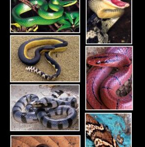 Snakes Of India The Field Guide