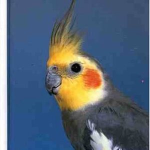 The Joy Of Cockatiels