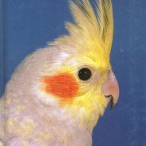 All About Cockatiels