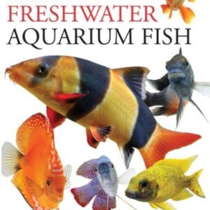 Focus On Freshwater Aquarium Fish