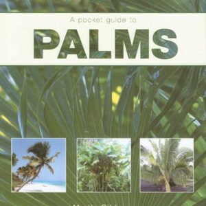 A Pocket Guide To Palma