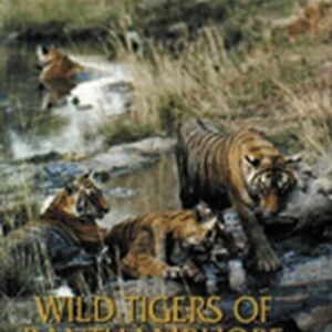 Wild Tigers Of Ranthambhore