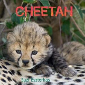 EYE ON THE WILD CHEETAH